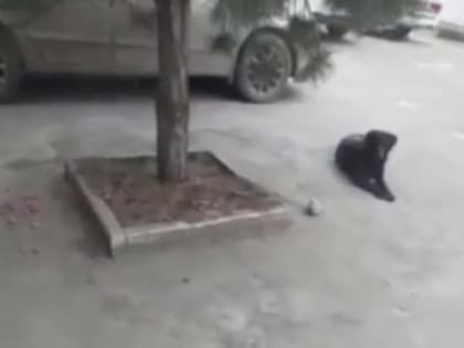 В краснодарском поселке бродячих собак травят с помощью сосисок, начиненных таблетками