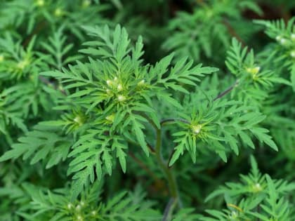 В Сочи началась сезонная борьба с амброзией