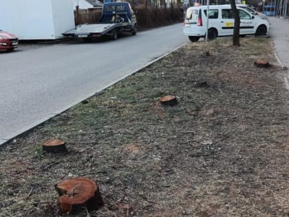 ​Жители Краснодара попросили депутата выкорчевать пни и посадить новые деревья в районе улицы Дунайской