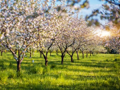 О проведении отборов получателей субсидий и грантов