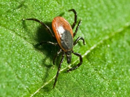 Клещи: что нужно знать!