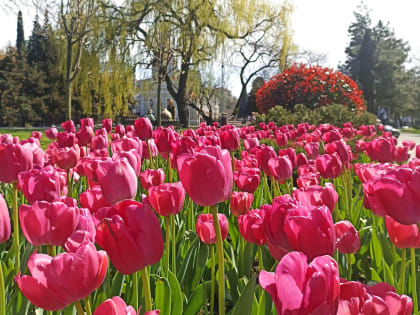 В Туапсе начался сезон тюльпановых фотосессий