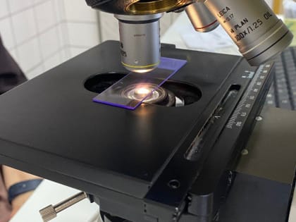 Учёные специально выведут мышей с нарушениями развития мозга в «Сириусе»