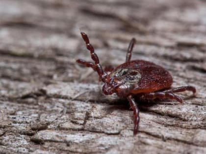 На Кубани от укусов клещей пострадали больше 400 человек
