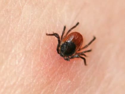 Осторожно, клещи!