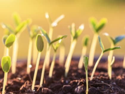 Сила кубанской селекции