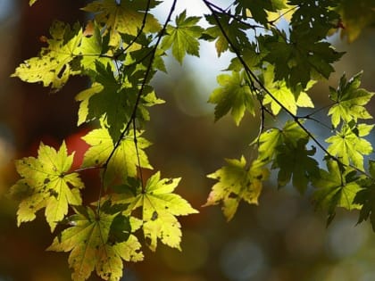 Жара отступает – какой будет погода на неделе в Краснодарском крае