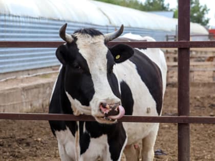 На Кубани в два раза вырастут субсидии на приобретение крупного рогатого скота