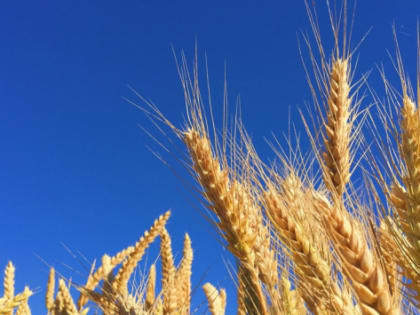 На Кубани урожай зерновых из-за цен на топливо подорожал на 12%