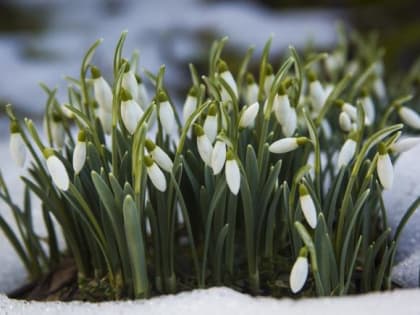 Нарушителей будут штрафовать: в Краснодаре проходит акция «Первоцветы»