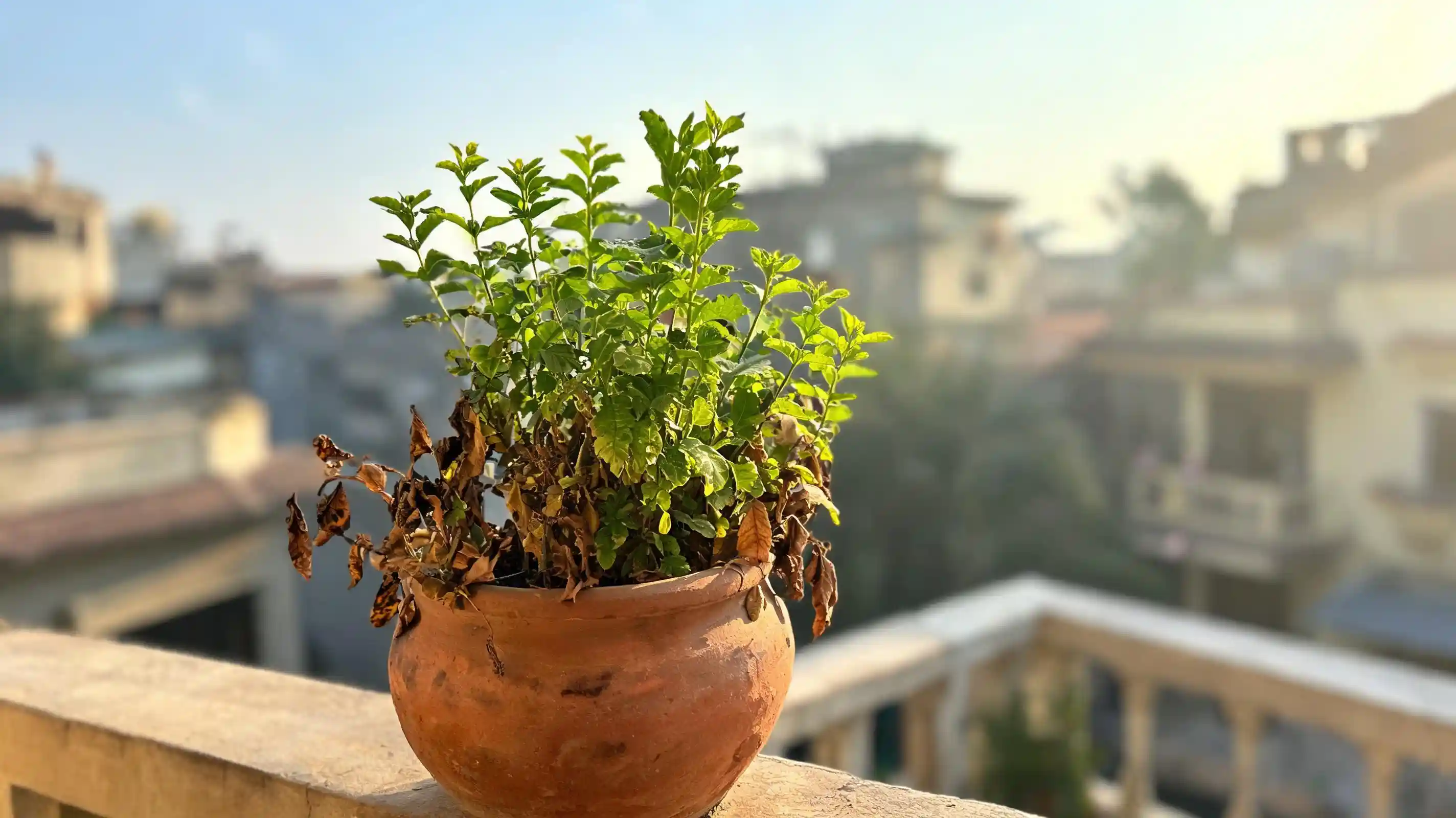Tulsi Plant Drying? 7 Causes and How to Revive It at Home