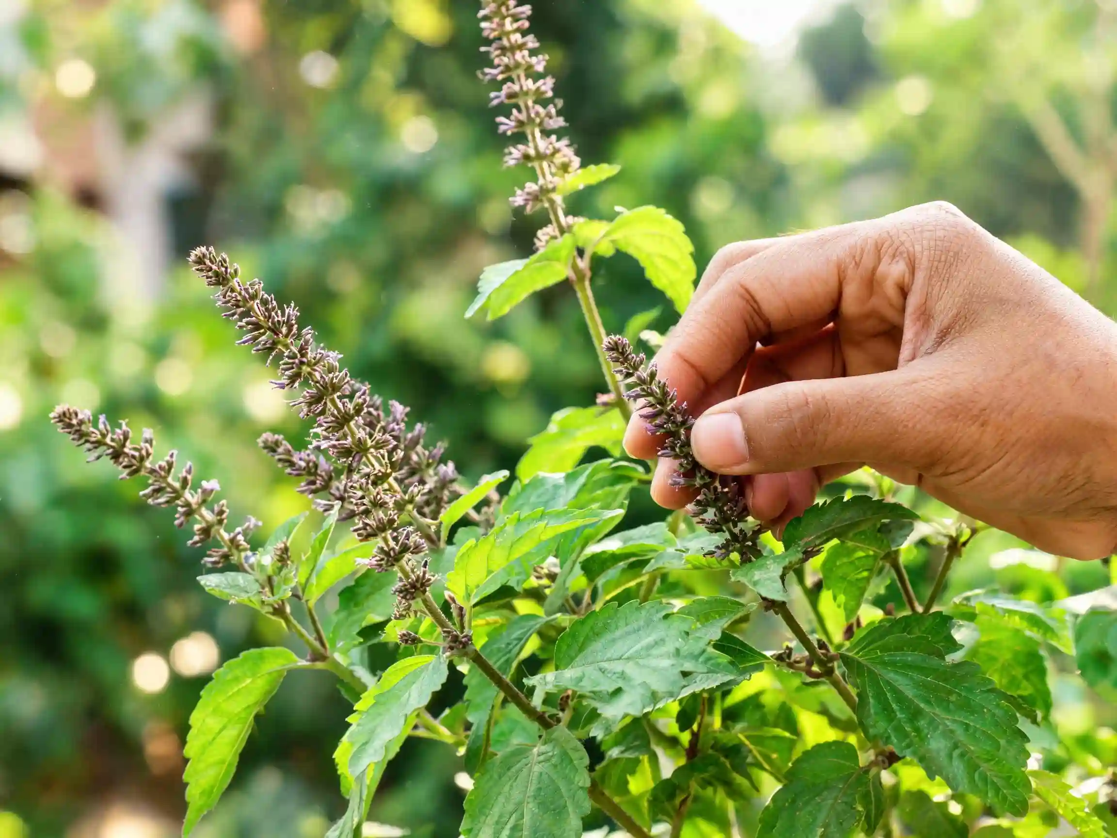Fingers pinching a flower spike (manjari) off a tulsi plant branch