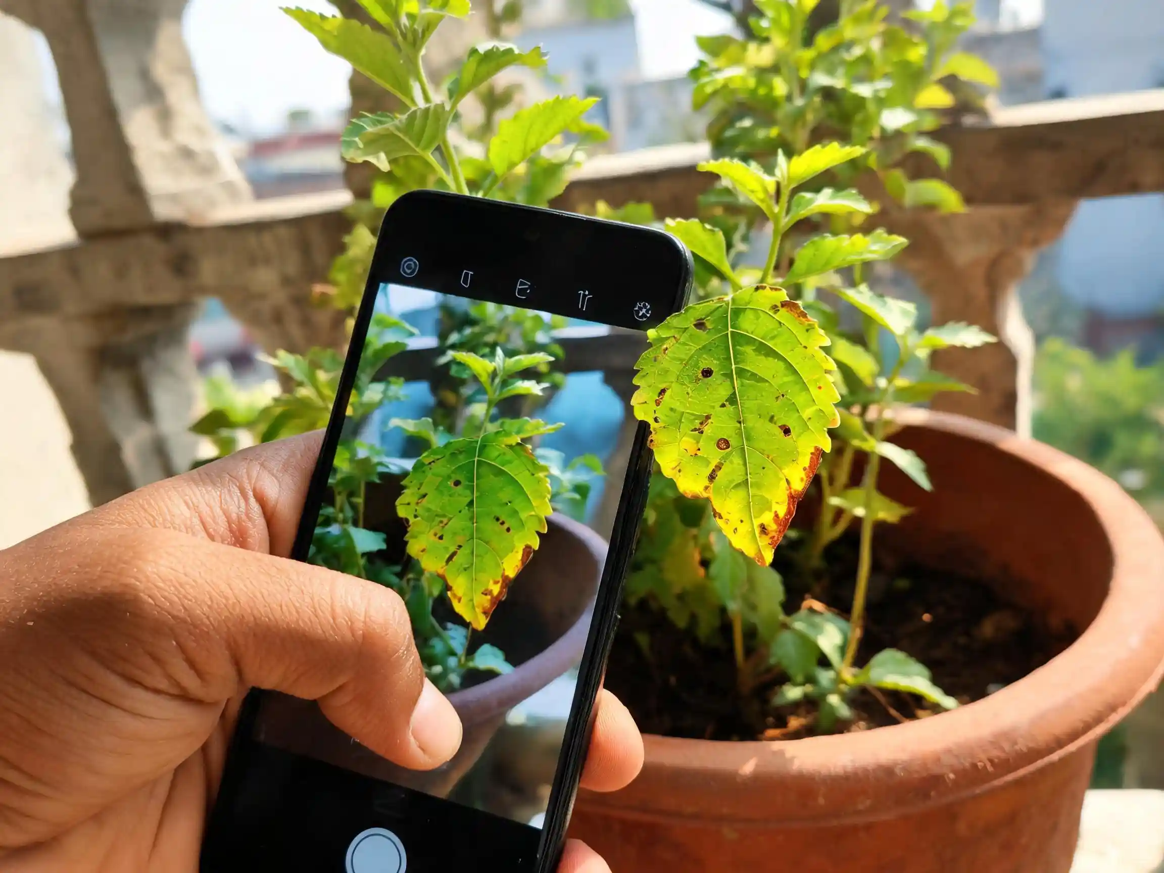 Taking a phone photo of a tulsi leaf with yellow edges and brown spots