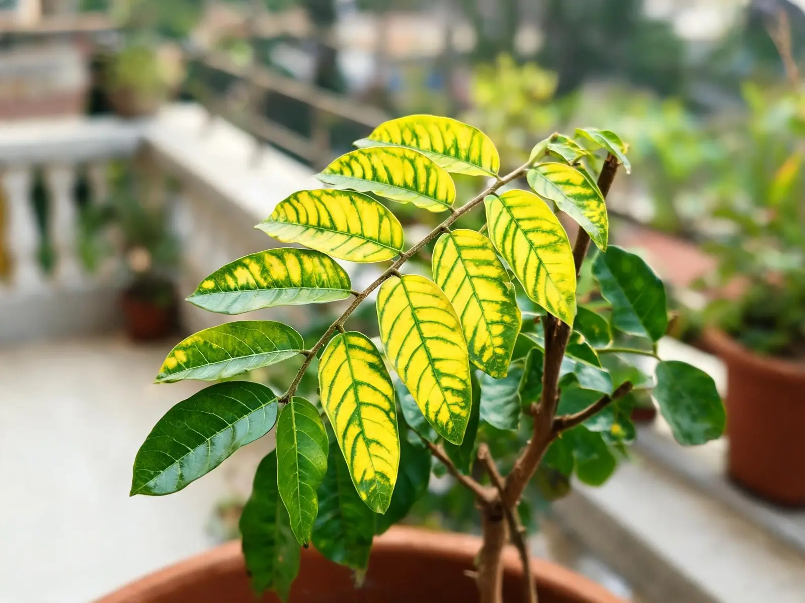 Close-up of curry leaf leaflets turning yellow between the veins while the veins stay green