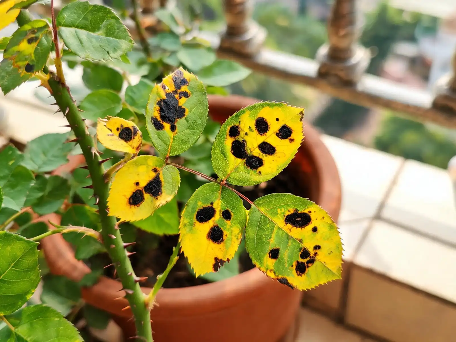 Close-up of rose leaves with round black spots and yellow patches caused by black spot disease