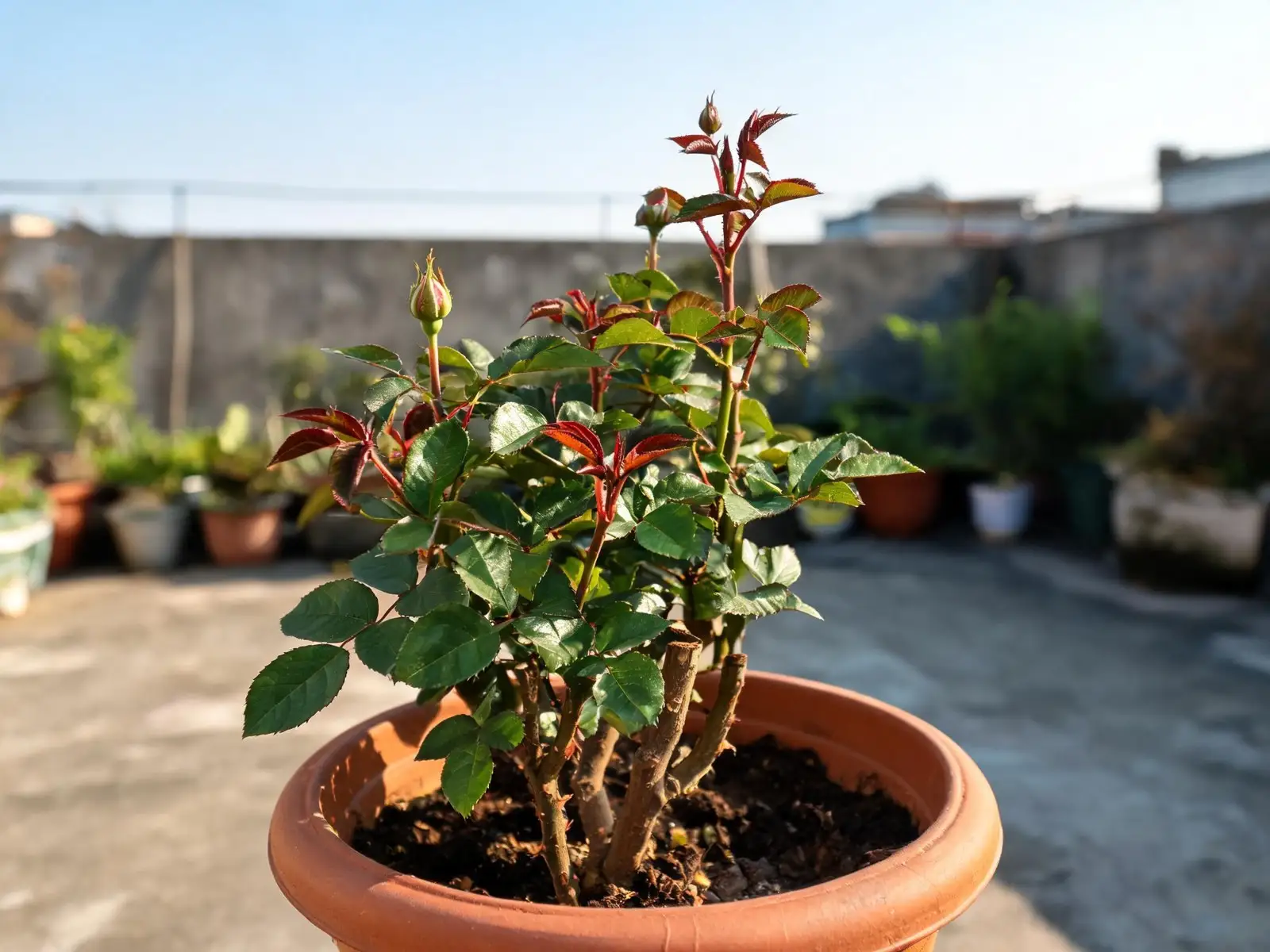 Healthy potted rose bush in bright sunlight on a terrace with glossy new leaves and reddish young shoots