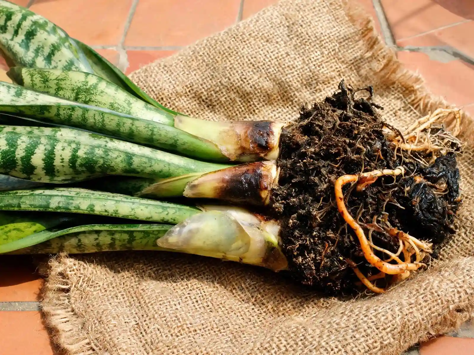 Snake plant taken out of its pot on a jute sack, showing wet soil, a soft brown leaf base and some dark rotten roots