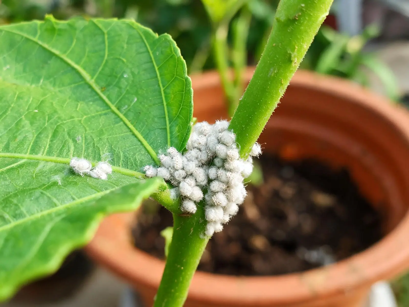 White cottony mealybugs clustered where a hibiscus leaf joins the stem