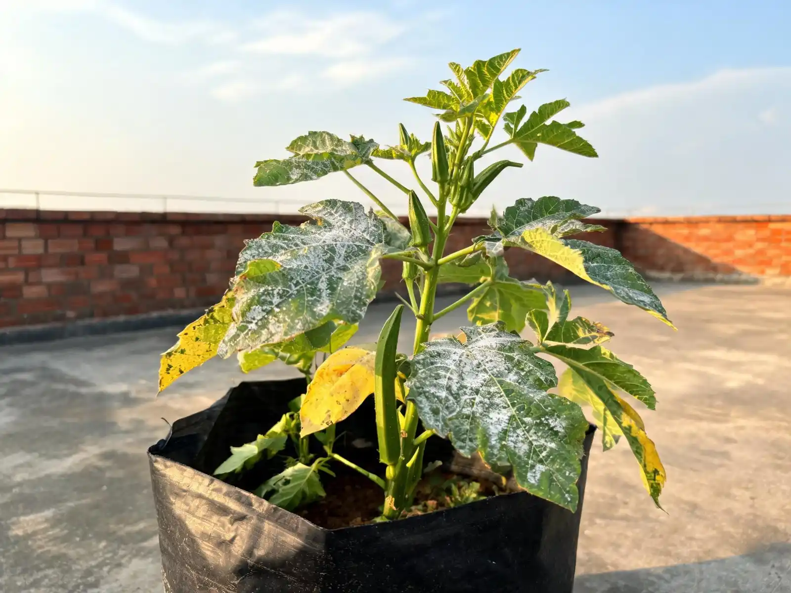 Okra plant in a grow bag on a terrace with white powdery patches on its broad leaves