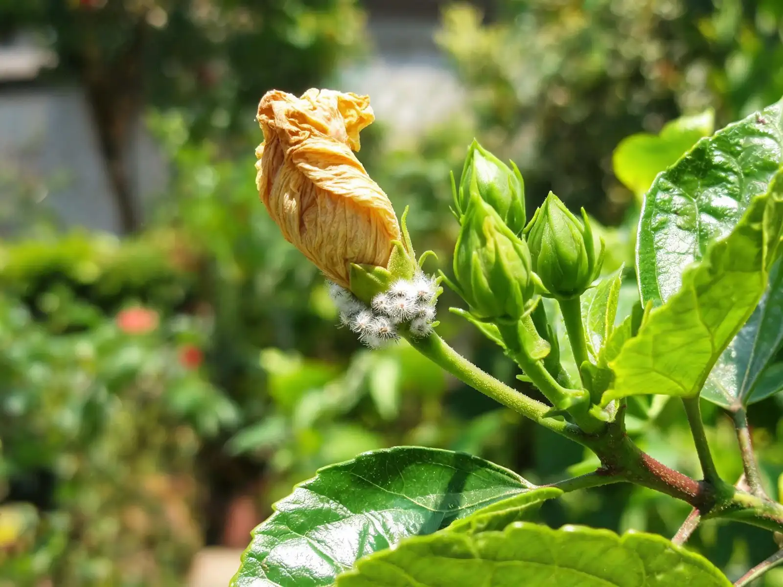 Close-up of a hibiscus branch with one yellow, shrivelled bud and white cottony mealybugs at its base