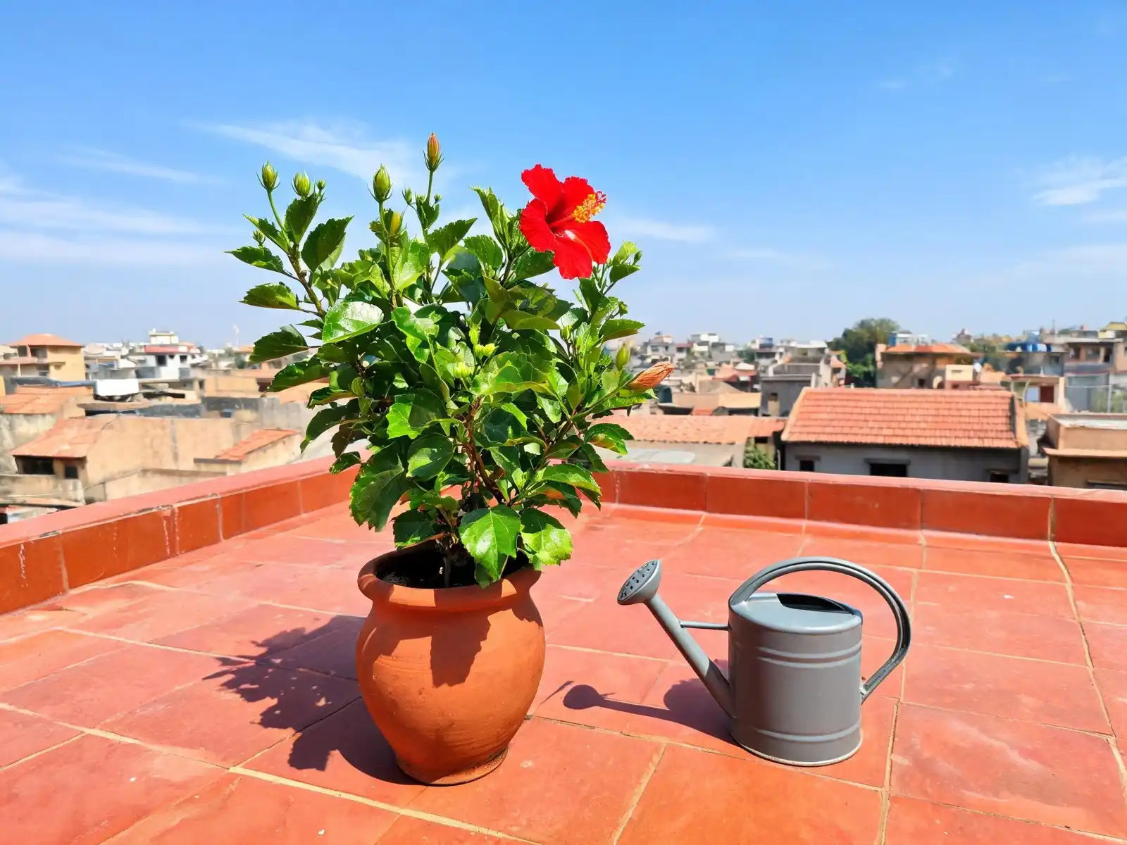 Healthy potted hibiscus in full sun on a terrace with an open red flower and several green buds