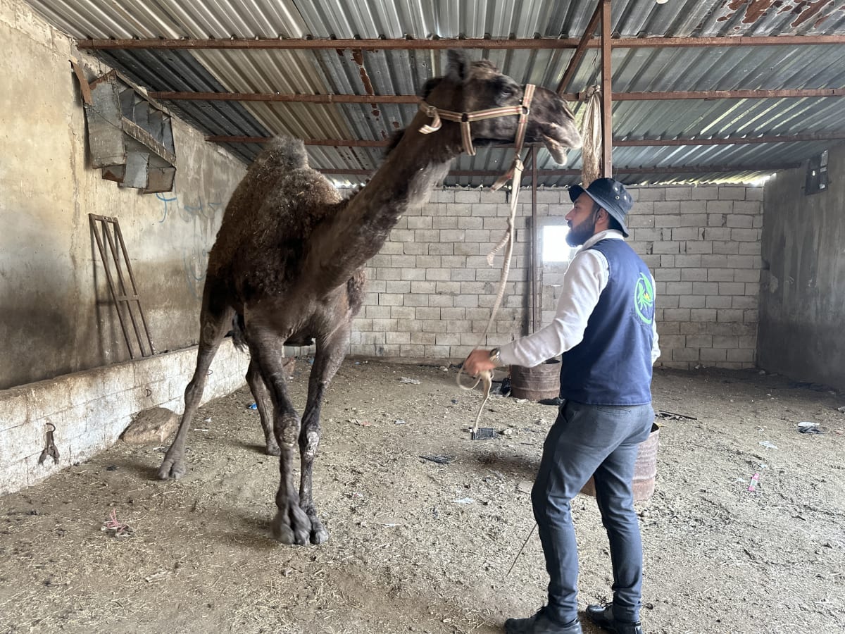 Eid Udhiyah (Qurbani) 6