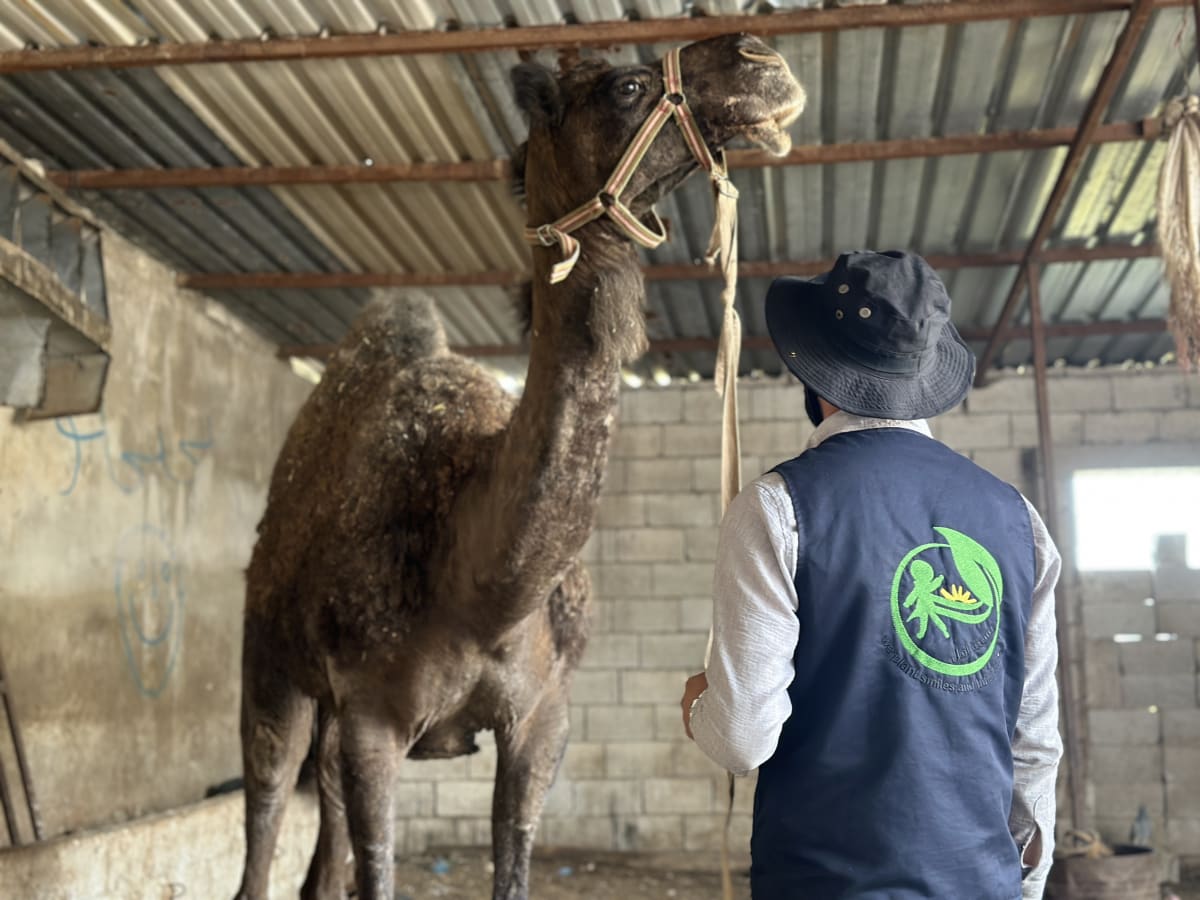 Eid Udhiyah (Qurbani) 5