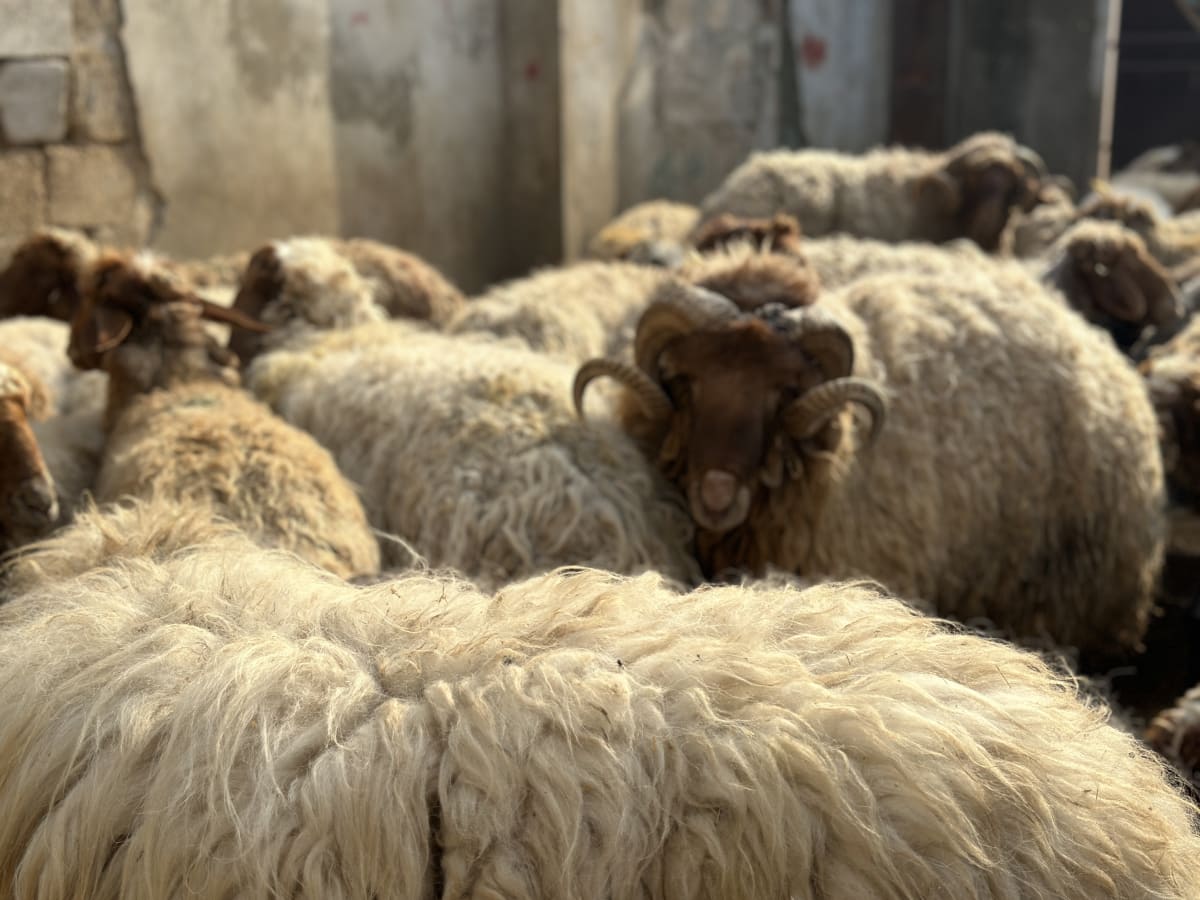 Eid Udhiyah (Qurbani) 3