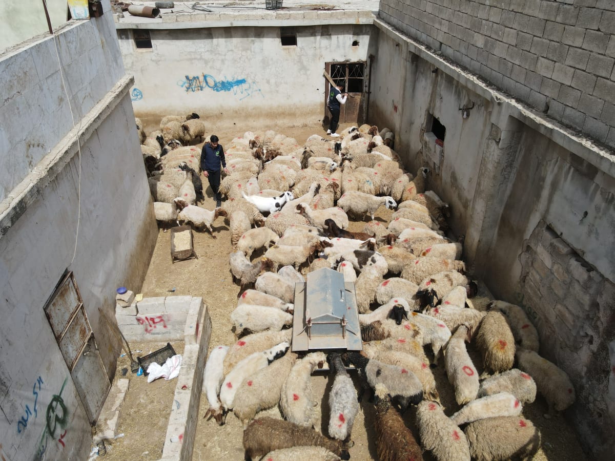 Eid Udhiyah (Qurbani) 4