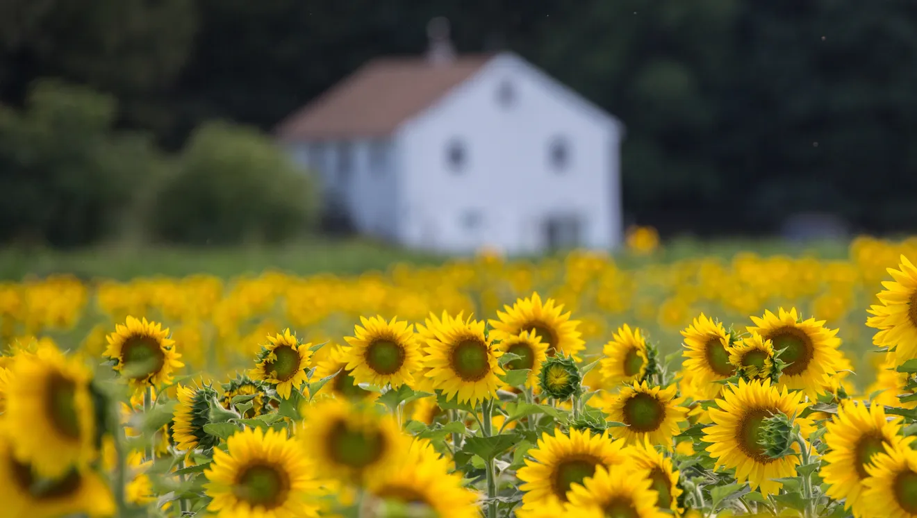 샌디스톤(Sandyston)의 서섹스 카운티 해바라기 미로(Sussex County Sunflower Maze)