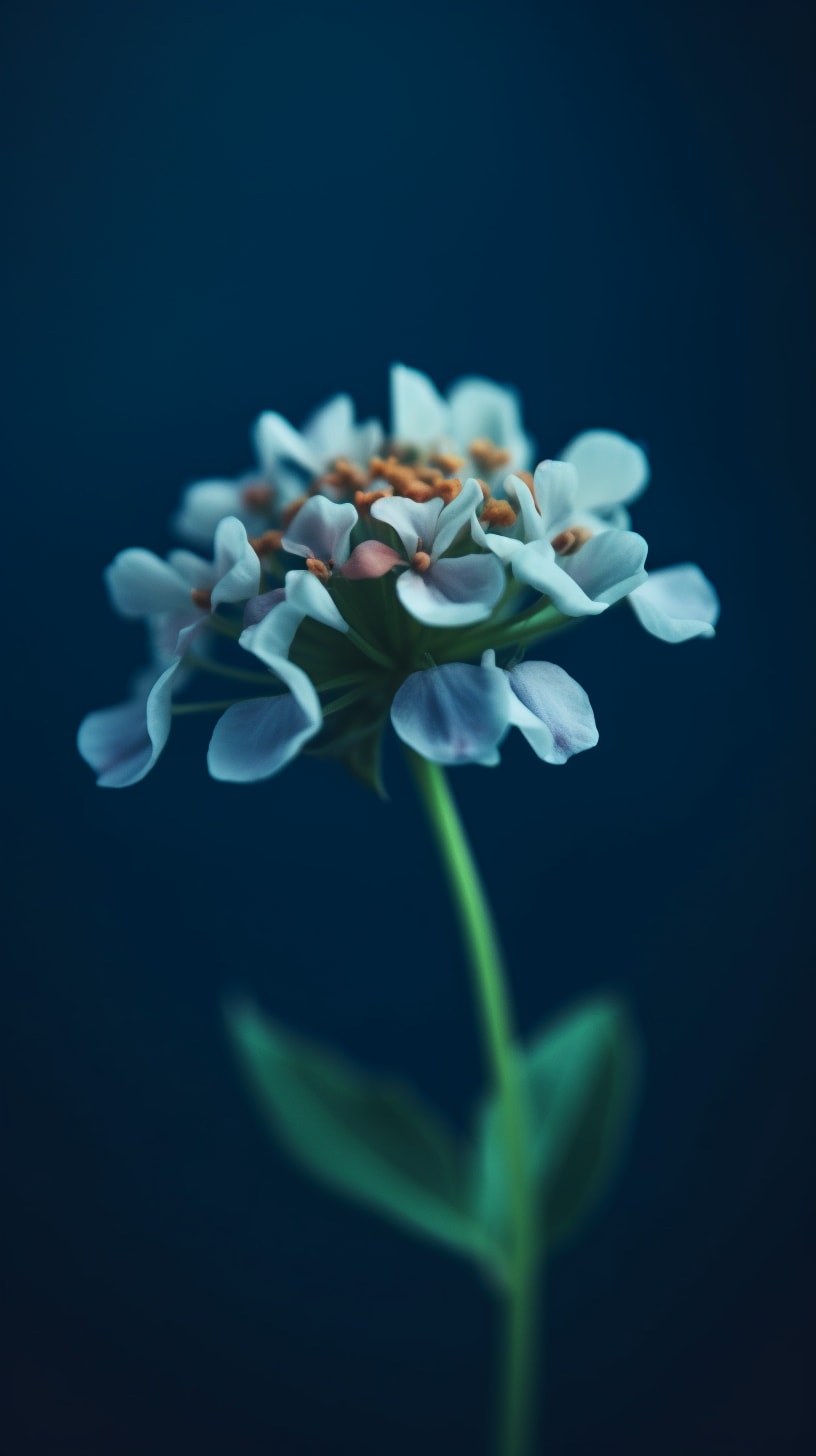 a beautiful Iberis flower on a dark blue gradient background, flickr, whimsical minimalism, wollensak 127mm f/4.7 ektar, national geographic photo
