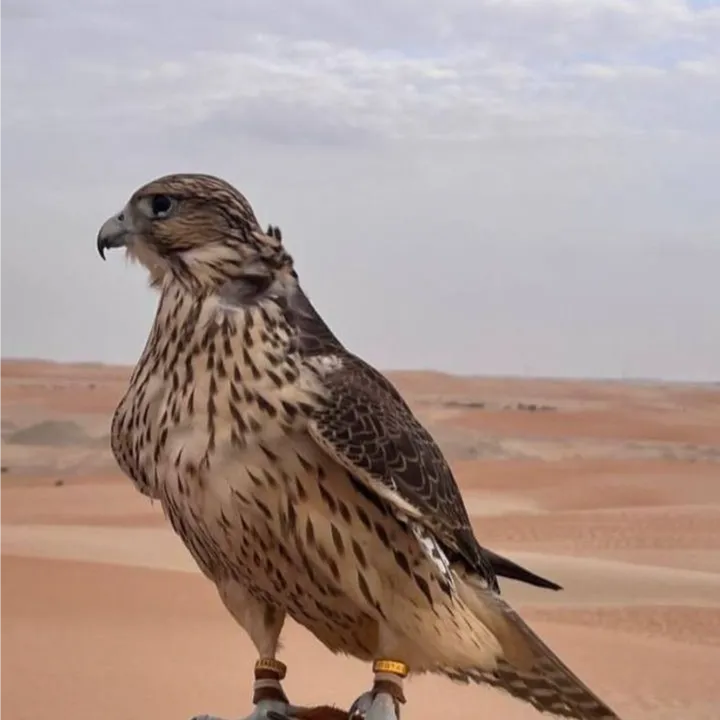 ABU NAIF