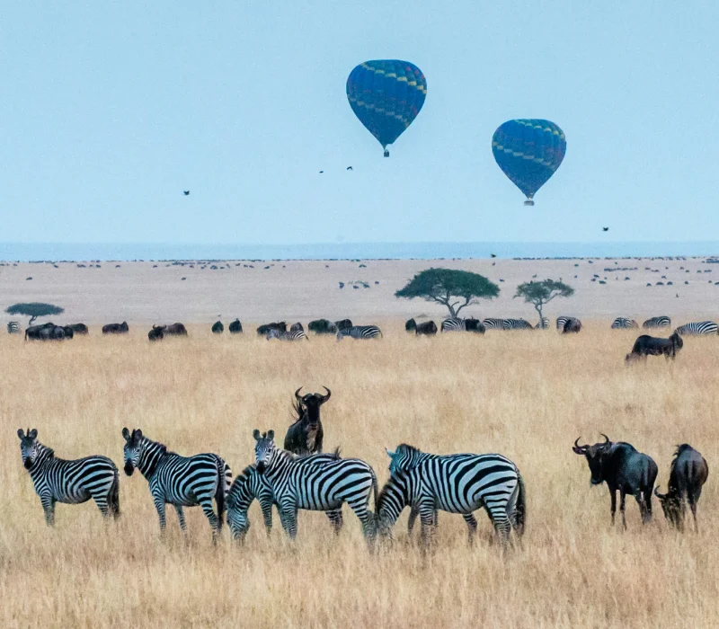 3 Days 2 Nights Maasai Mara Festive Season Package