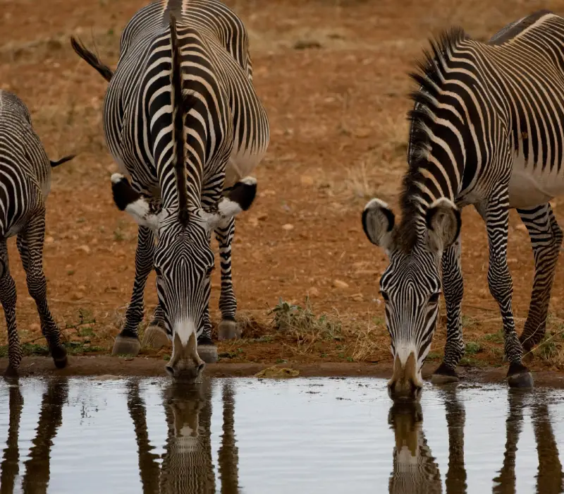 3 Days 2 Nights Samburu Sopa May Group Safari Package