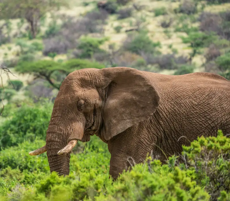 3 Days 2 Nights Samburu Sopa May Group Safari Package