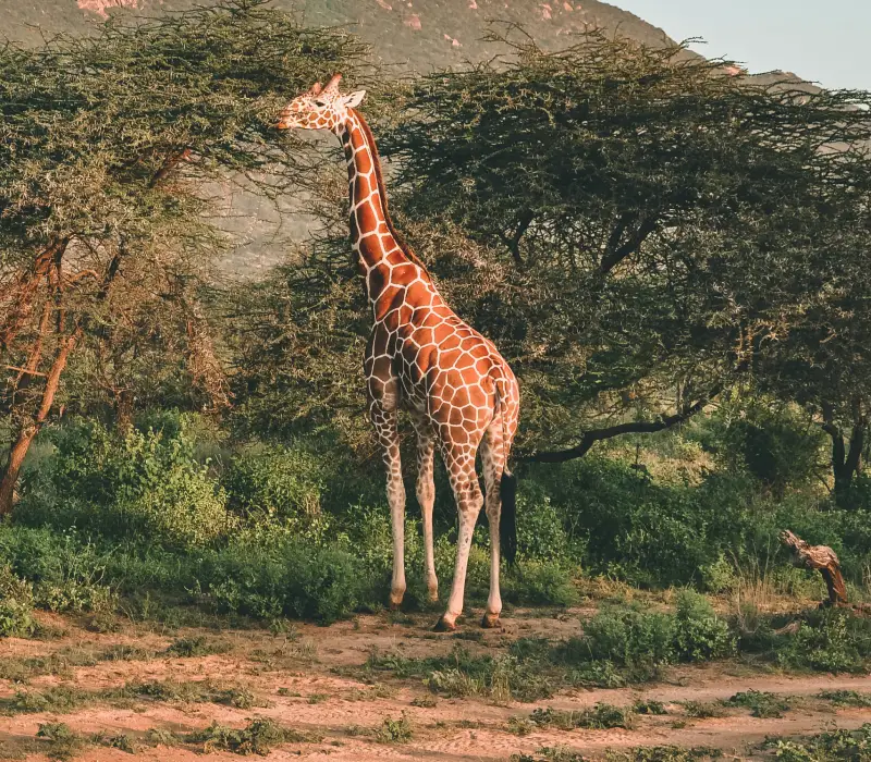 3 Days 2 Nights Samburu Sopa May Group Safari Package