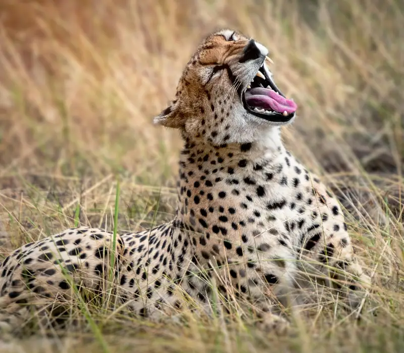 8 Days 7 Nights Tarangire, Lake Natron, Serengeti, Ngorongoro Safari Package