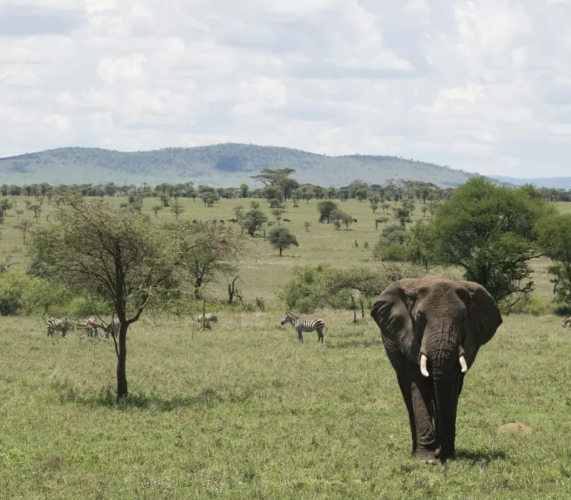 8 Days 7 Nights Tarangire, Lake Natron, Serengeti, Ngorongoro Safari Package