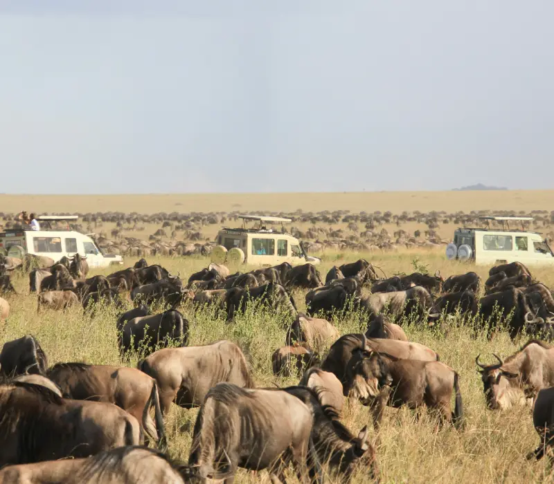 8 Days 7 Nights Tarangire, Lake Natron, Serengeti, Ngorongoro Safari Package