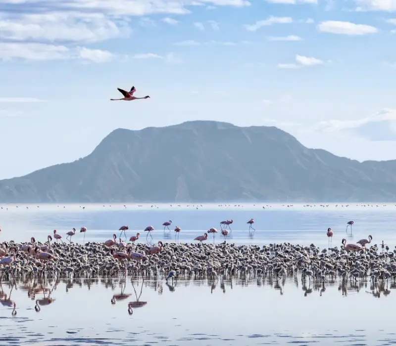 8 Days 7 Nights Tarangire, Lake Natron, Serengeti, Ngorongoro Safari Package