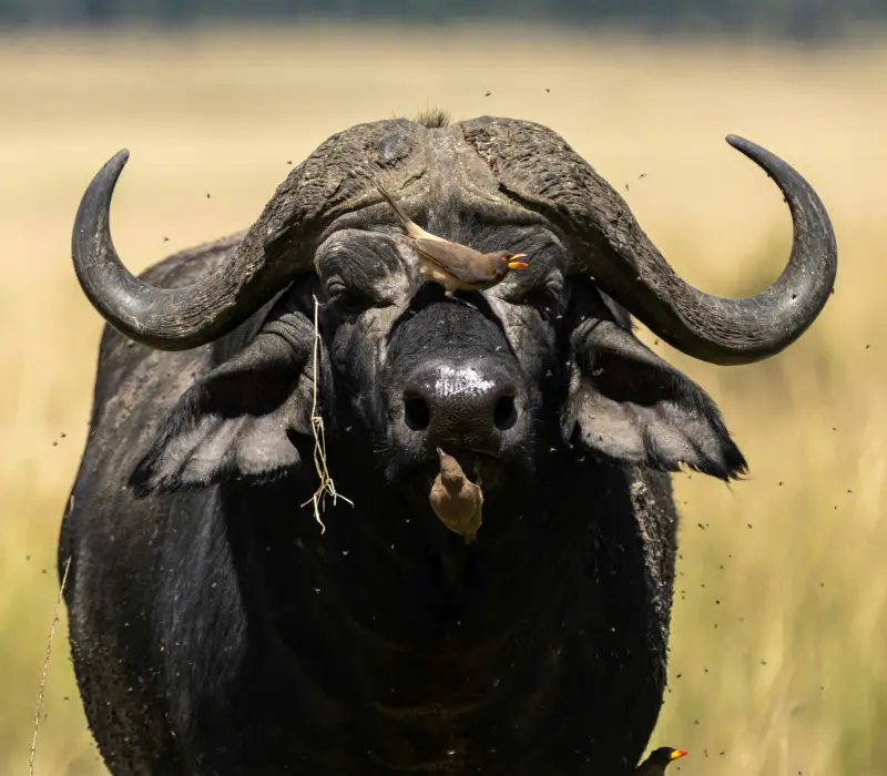 3-Day Maasai Mara Group Joining Safari: Witness the Magic of the Savannah in a 4x4 Land Cruiser