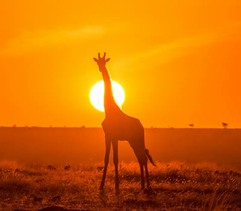 3-Day Maasai Mara Group Joining Safari: Witness the Magic of the Savannah in a 4x4 Land Cruiser