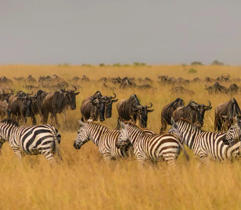 3-Day Maasai Mara Group Joining Safari: Witness the Magic of the Savannah in a 4x4 Land Cruiser