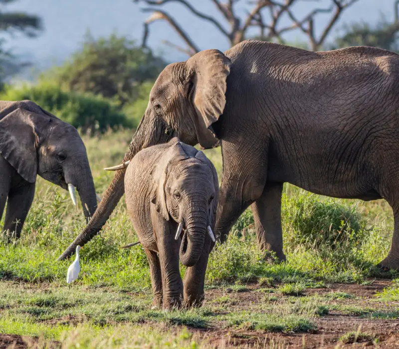 3-Day Amboseli Labor Day Safari