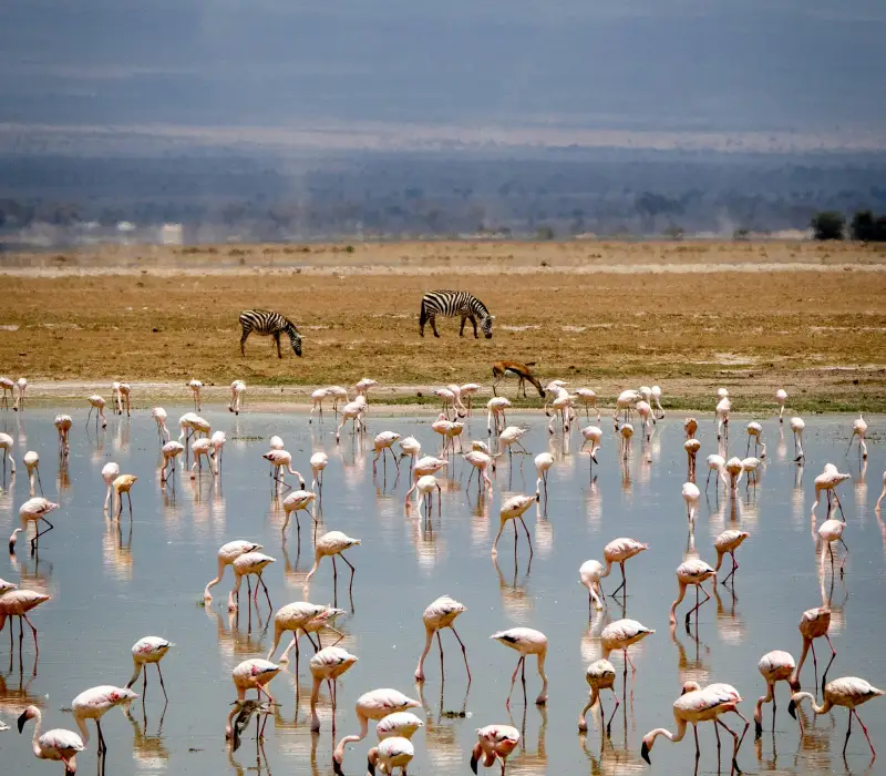3-Day Amboseli Labor Day Safari