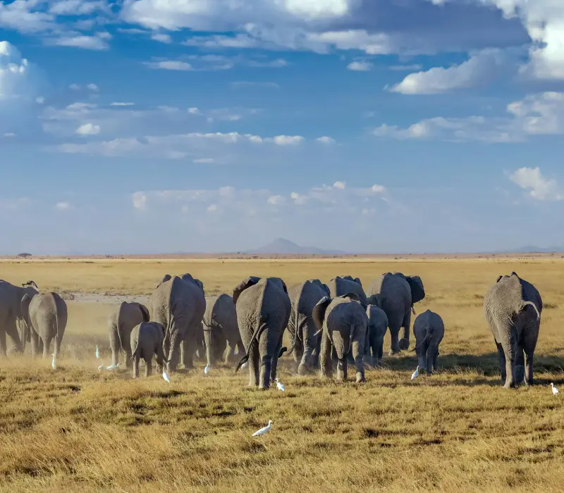 3-Day Amboseli Labor Day Safari