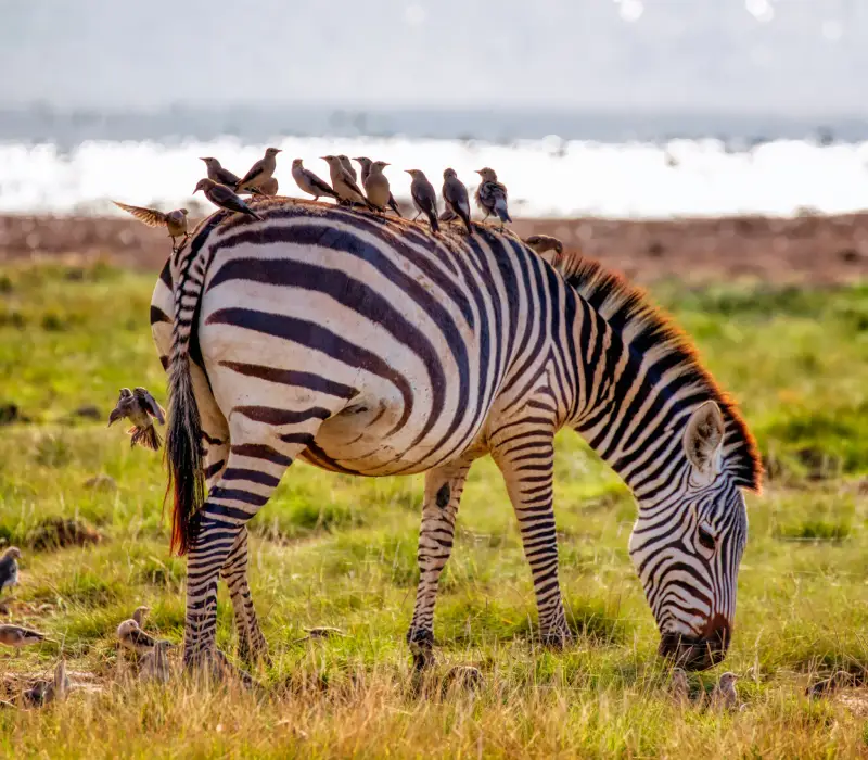3-Day Amboseli Labor Day Safari