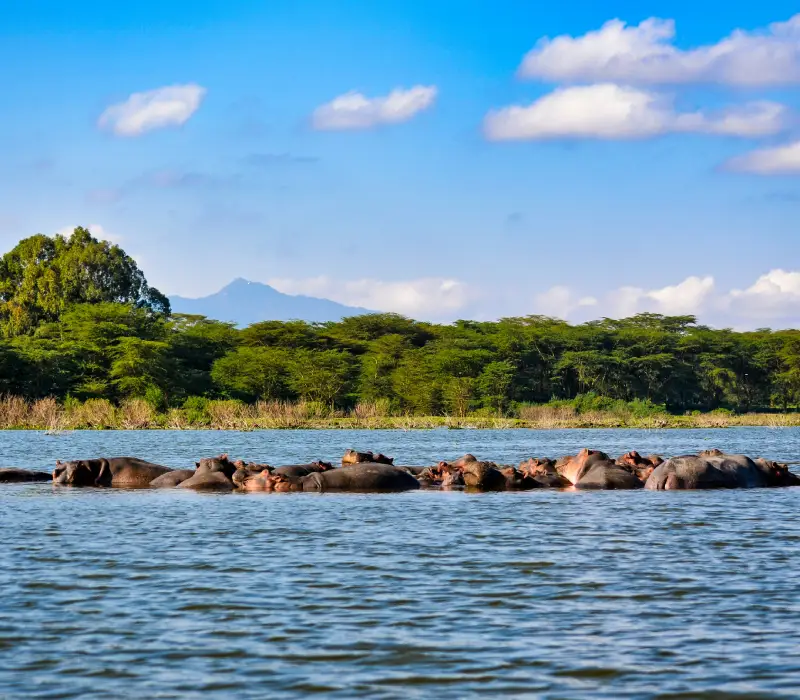 3-Day Lake Nakuru Sopa Lodge Labour Day Safari