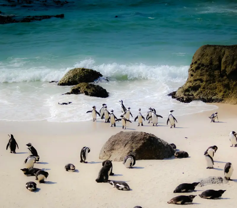 6 Day Cape Town Group Getaway: The Mother City