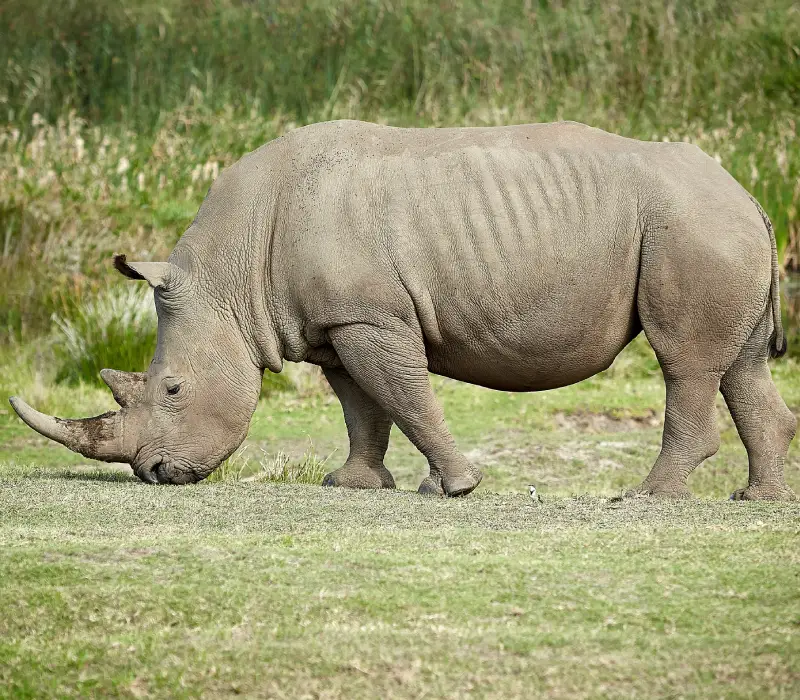 3 Day Meru National Park Safari | Best Kenya Safari